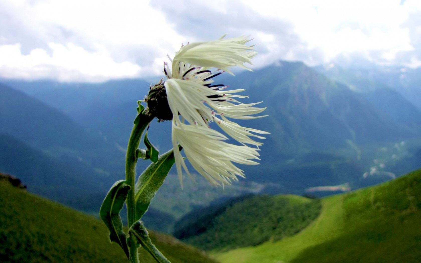 Горный цветок обои