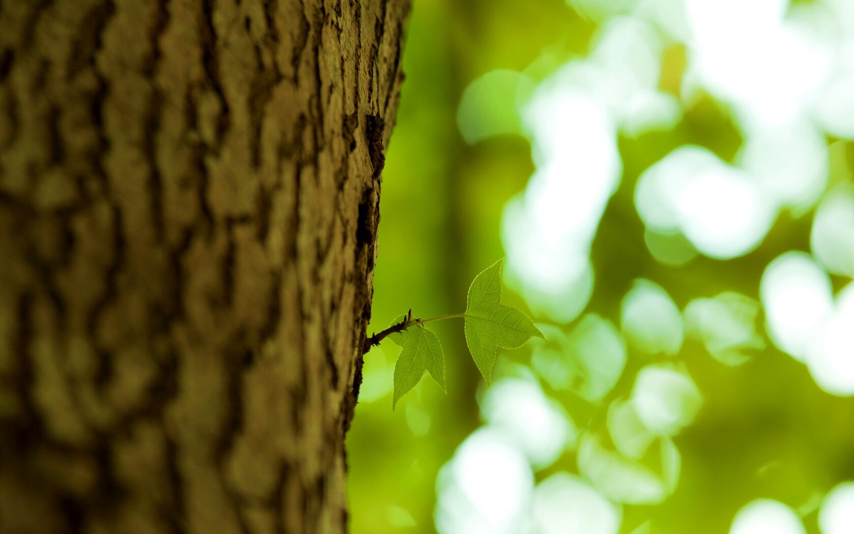 Листок на стволе дерева обои