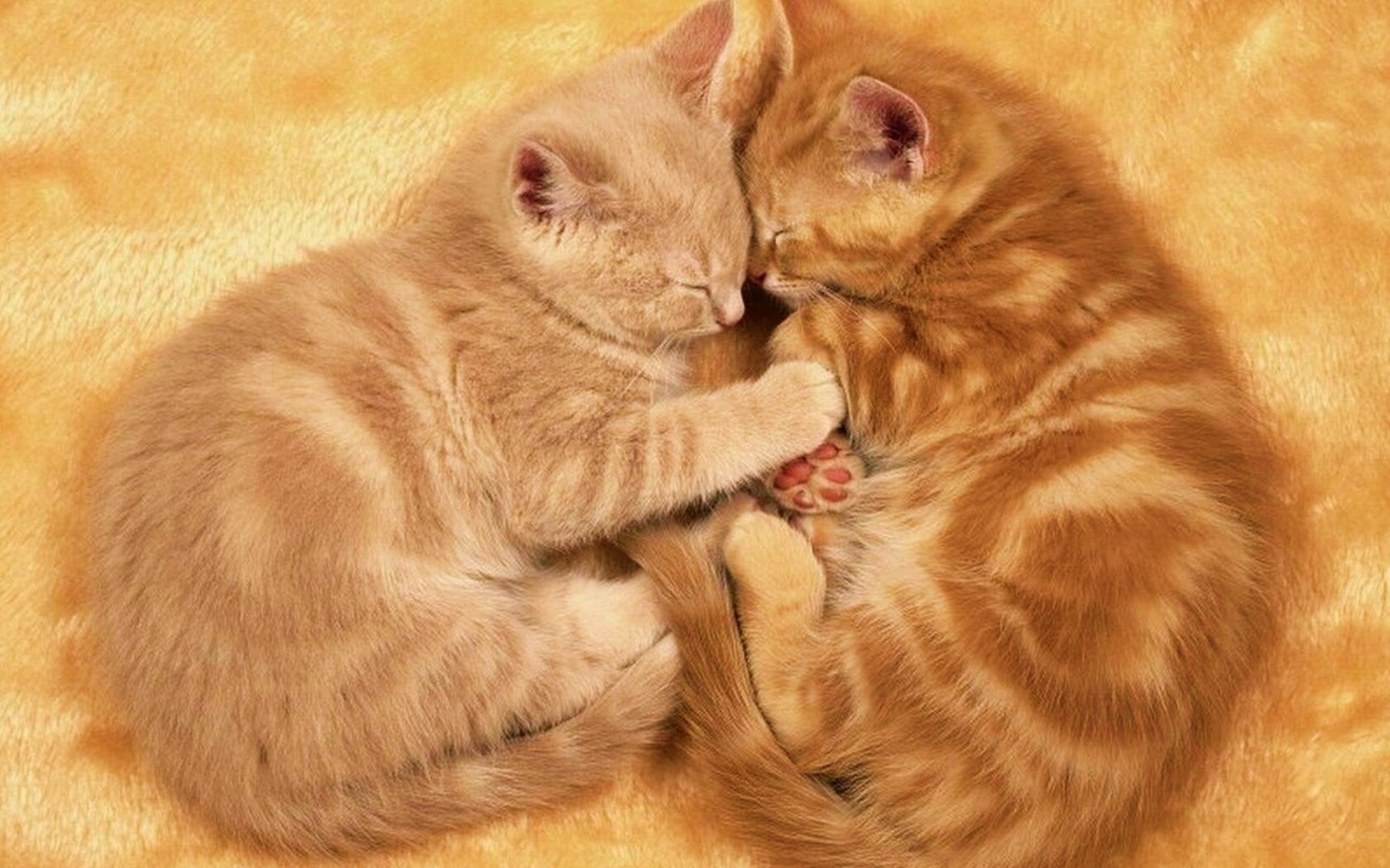Рыжие котята в обнимку обои