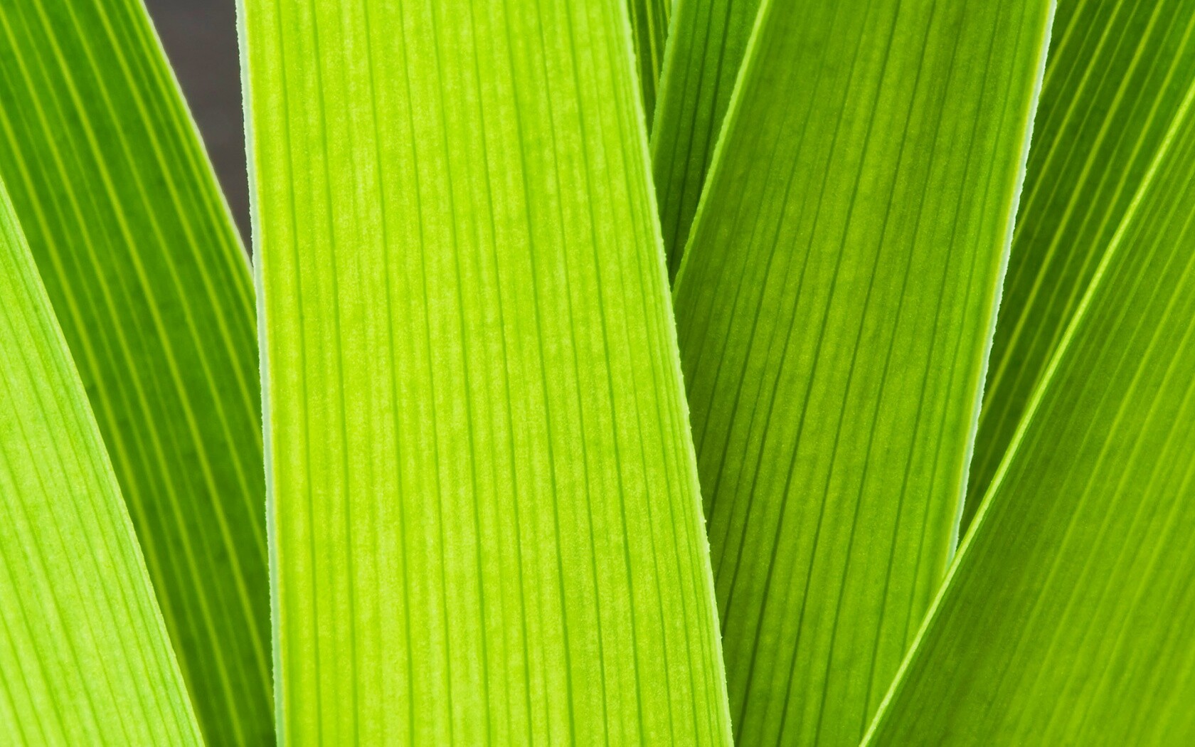 Стебли обои