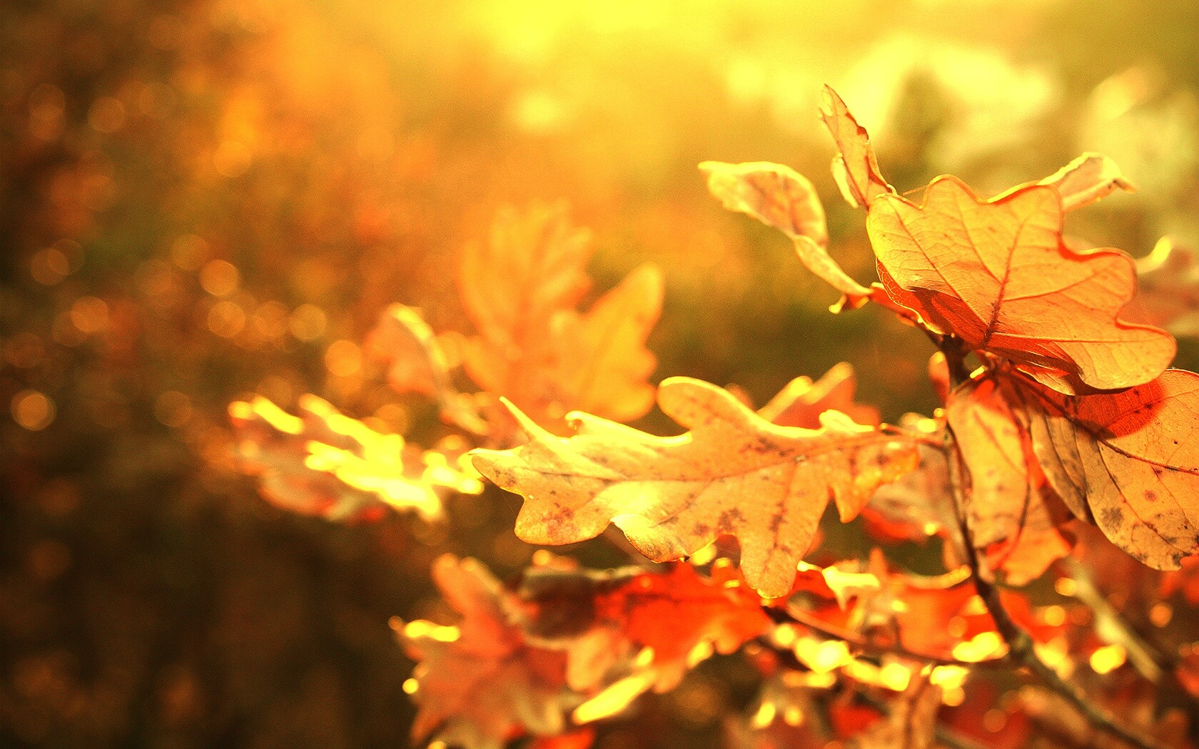 Дубовые листья обои