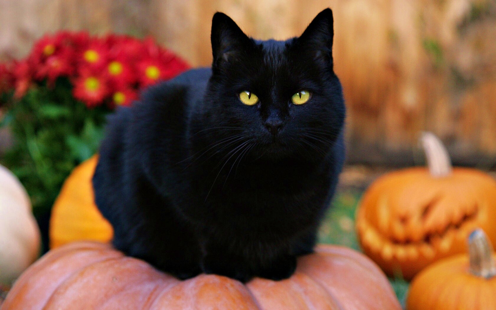 Чёрный кот на тыкве обои