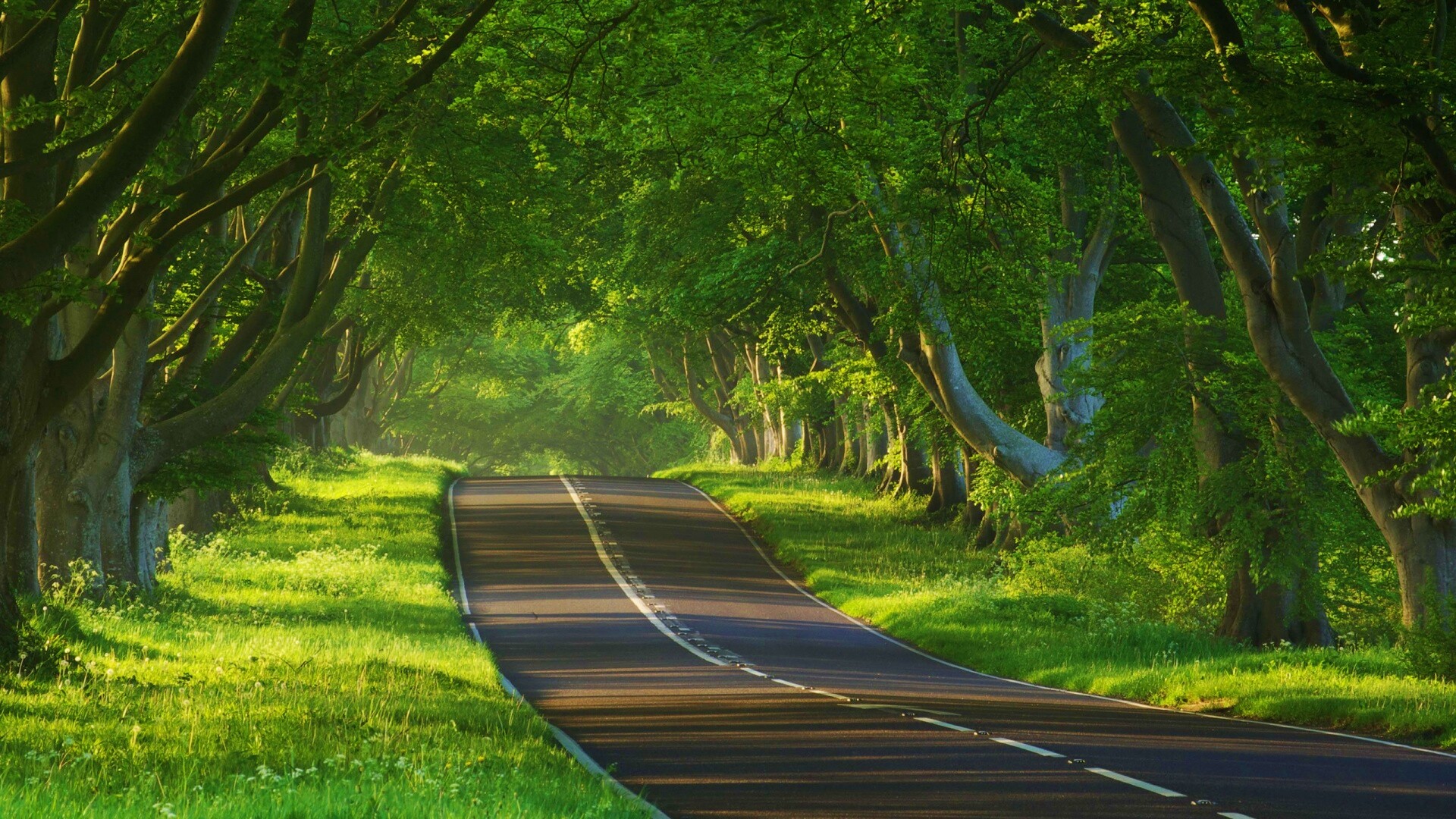 Трасса в тени деревьев обои