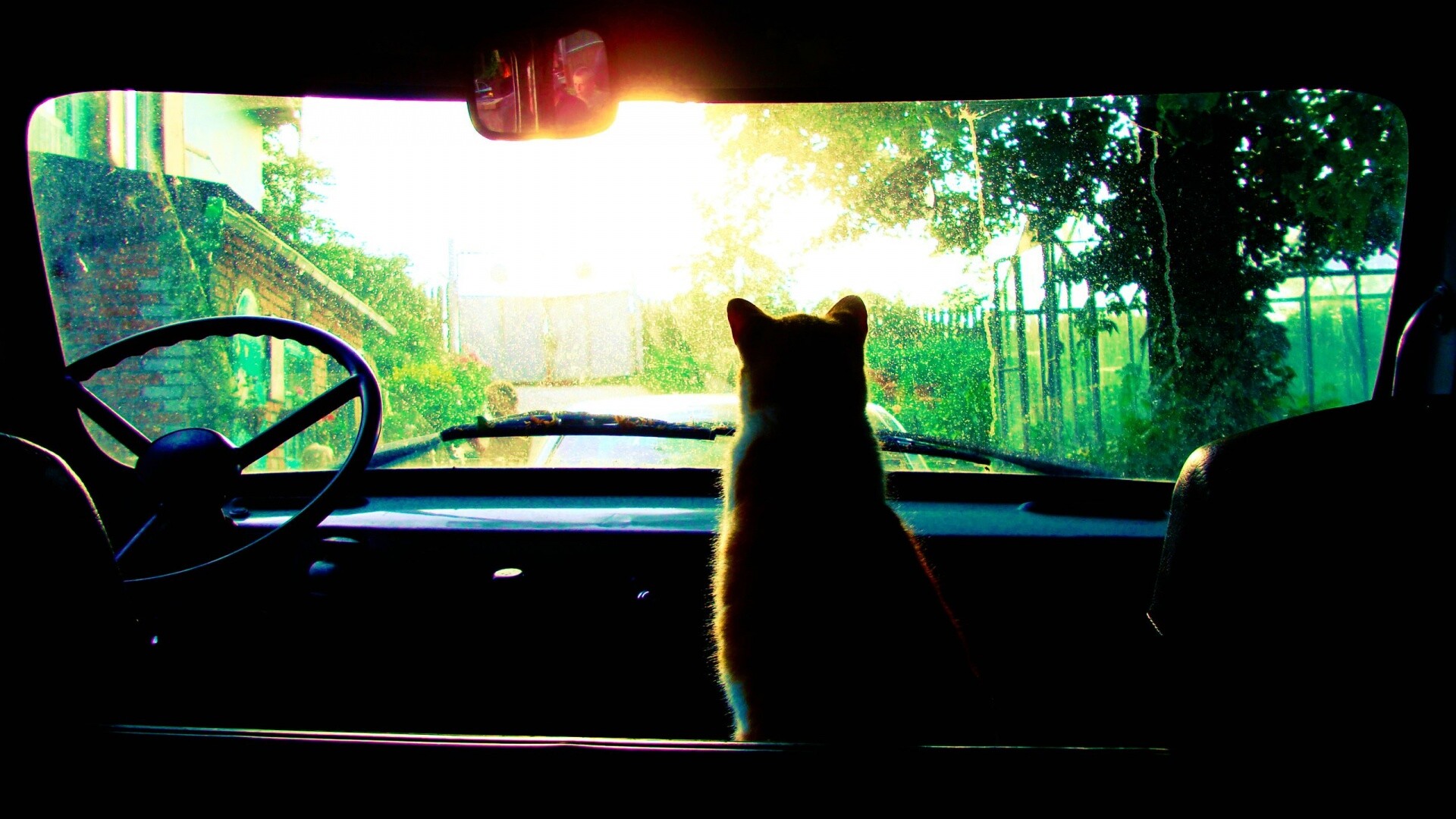 Кот навигатор обои