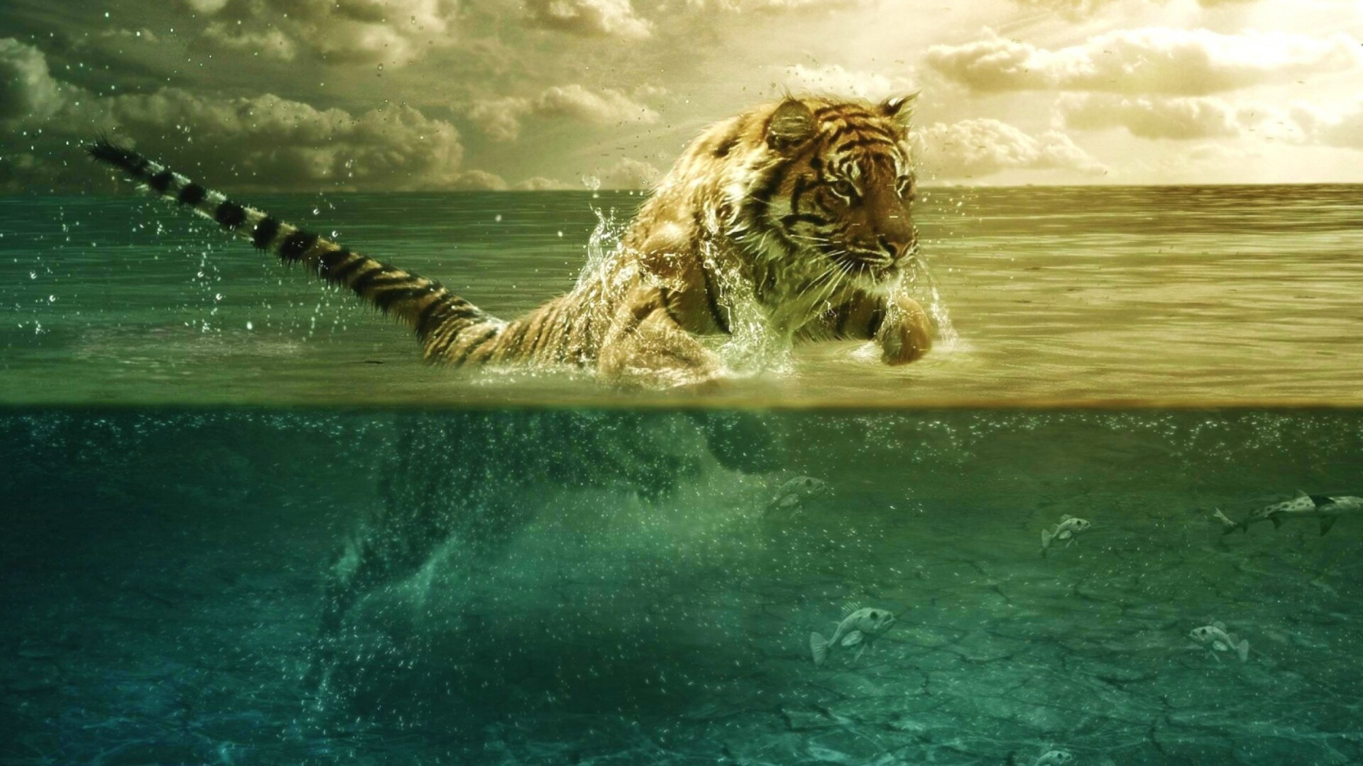 Тигр купается обои