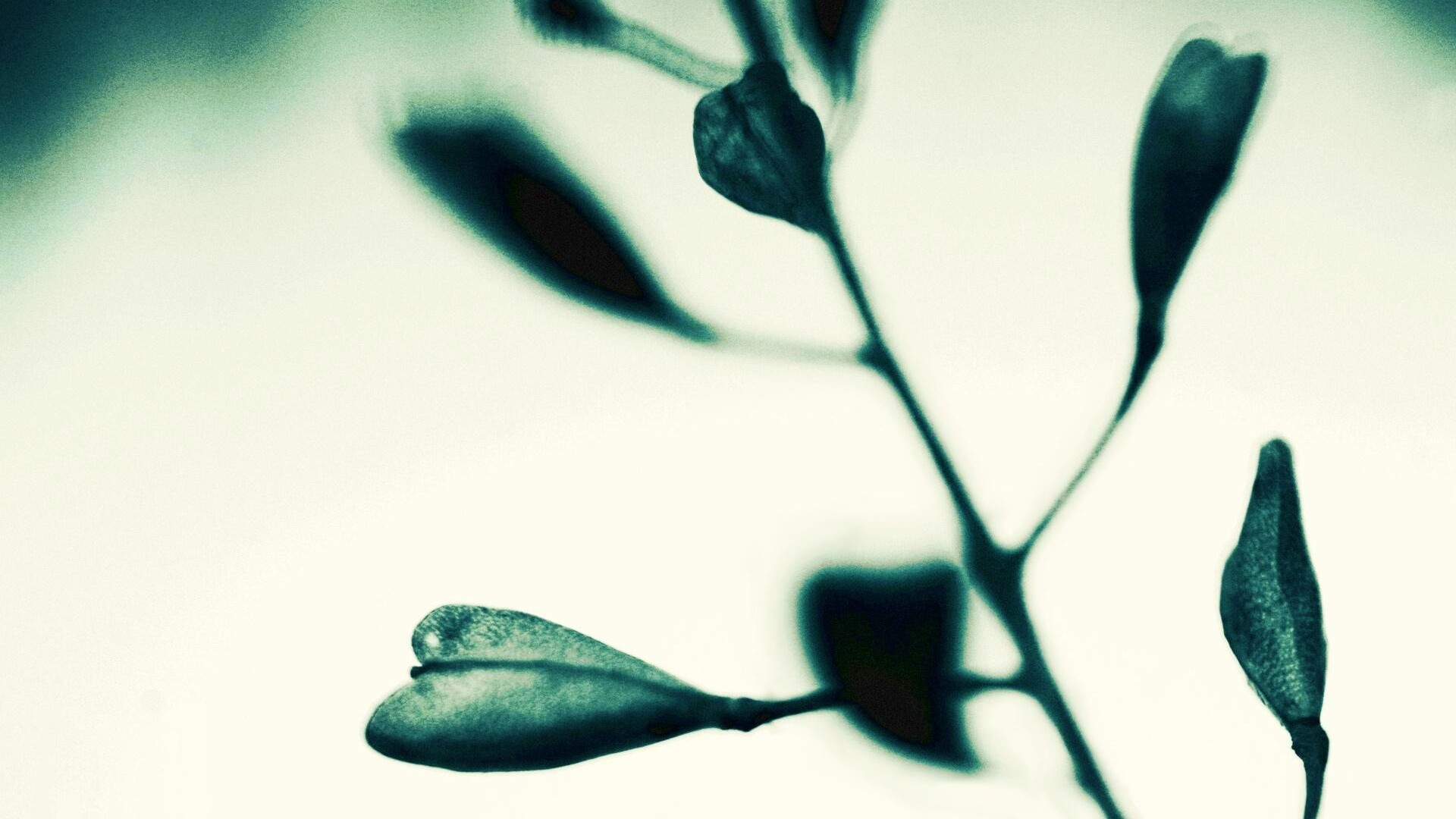 Усыхающие листья обои