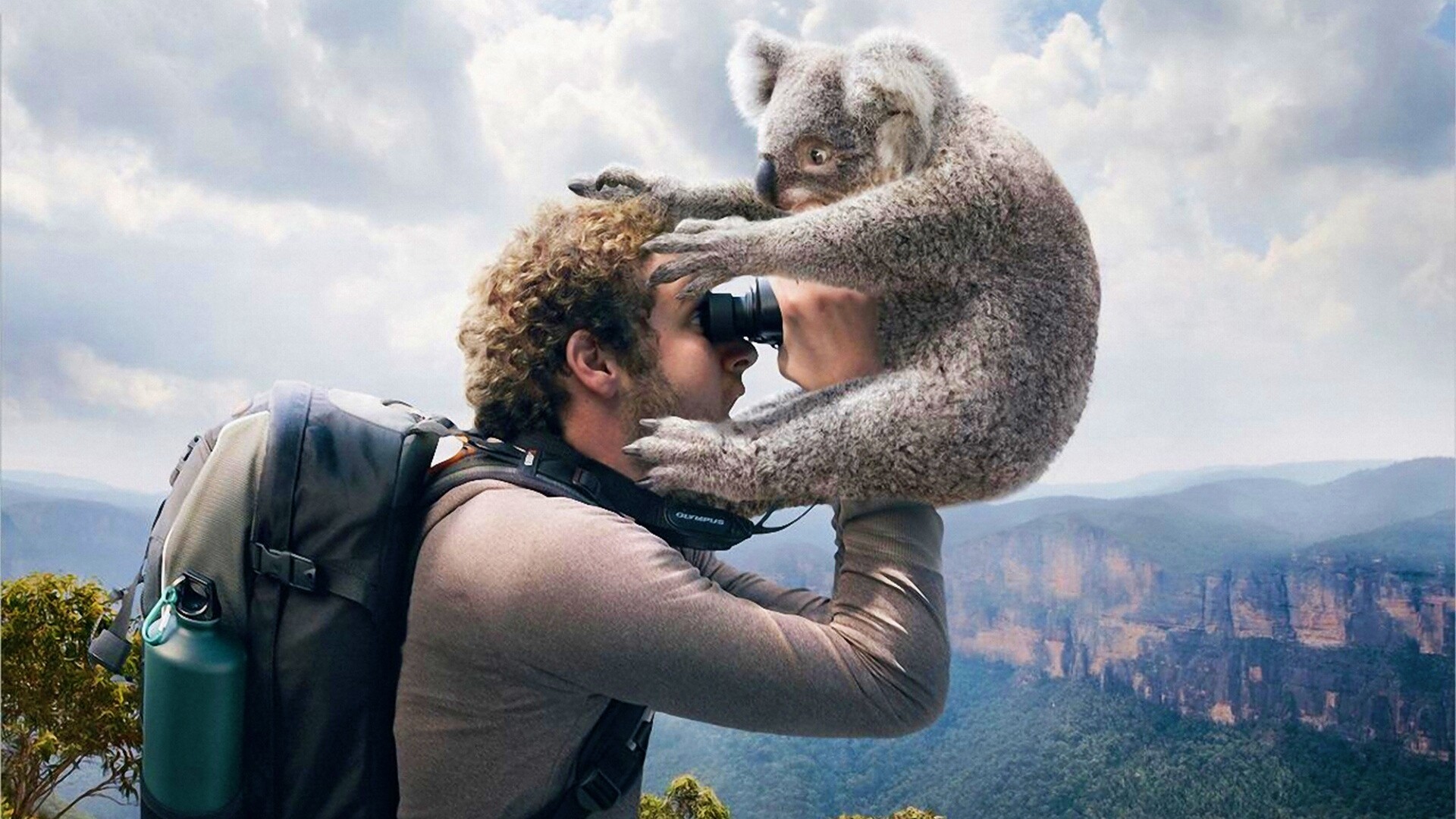 Коала ближе чем кажется обои