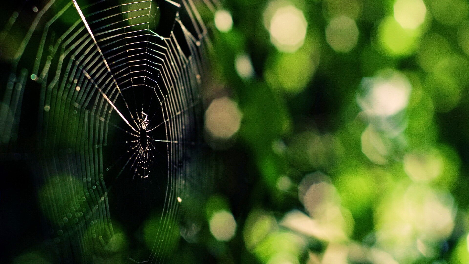 Круглая паутина обои