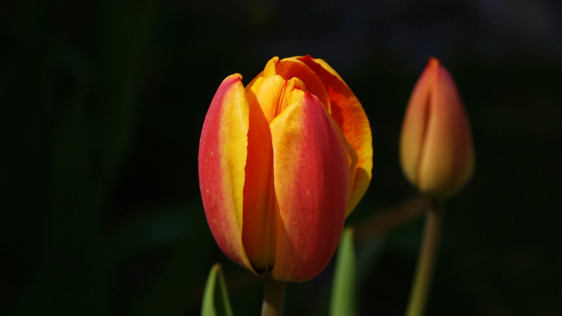 Распускающийся тюльпан обои