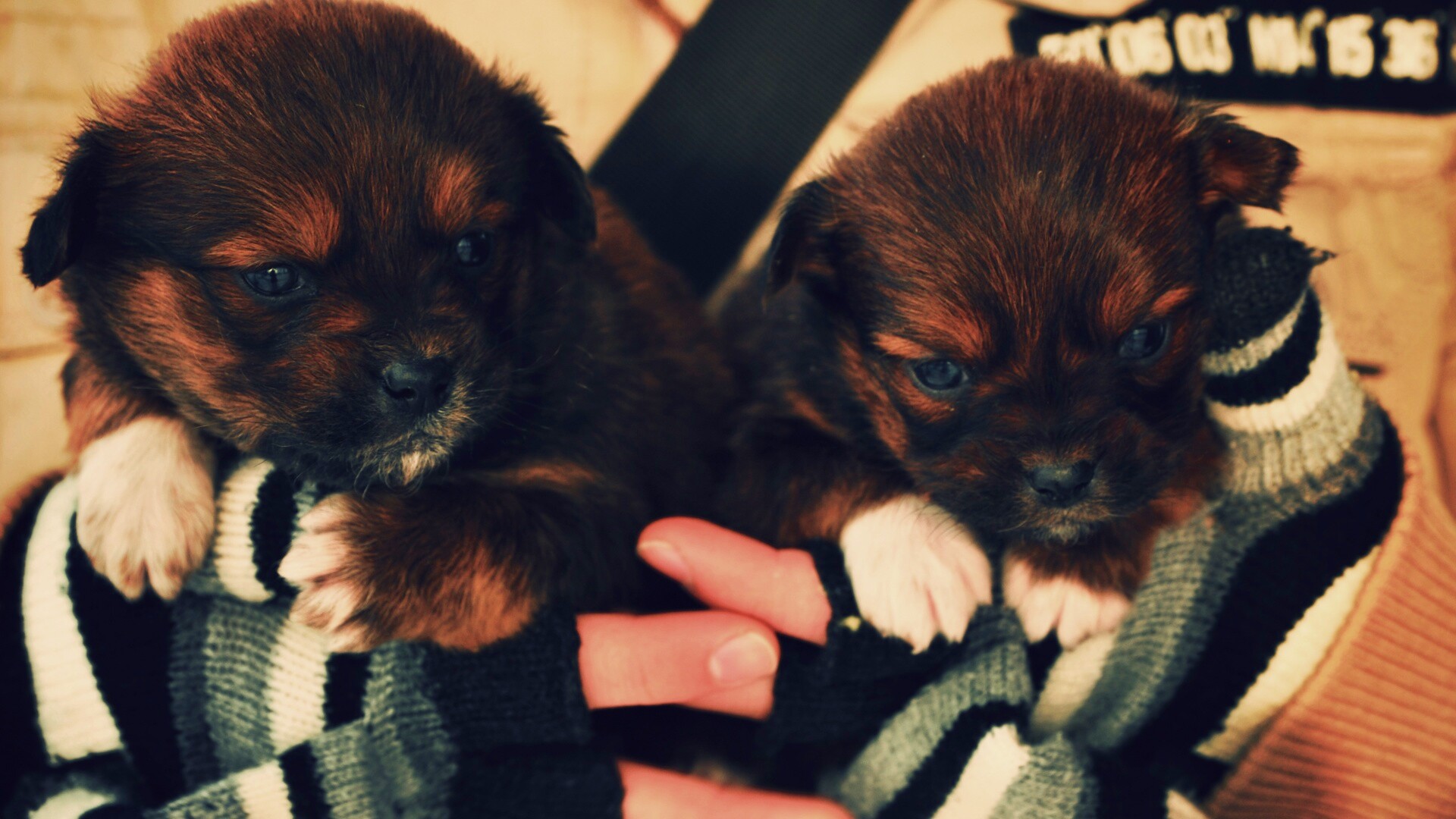 Два коричневых щенка обои