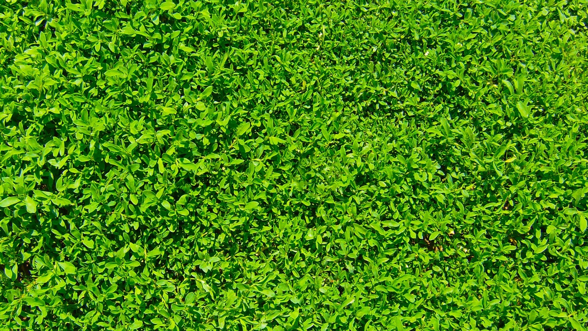 Чайные листья обои