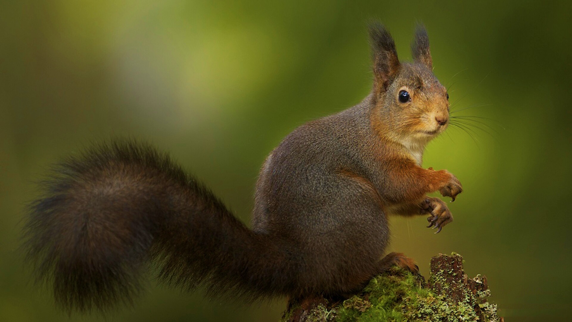 Белку застали врасплох обои