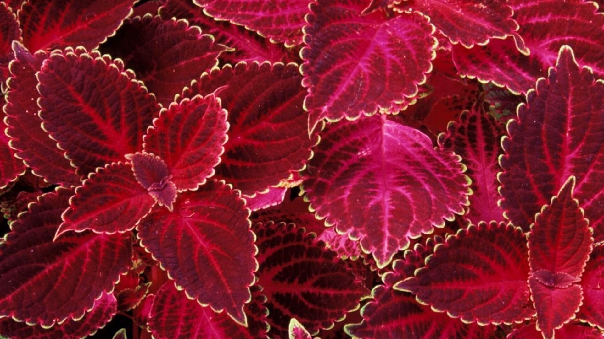 Красные листья обои