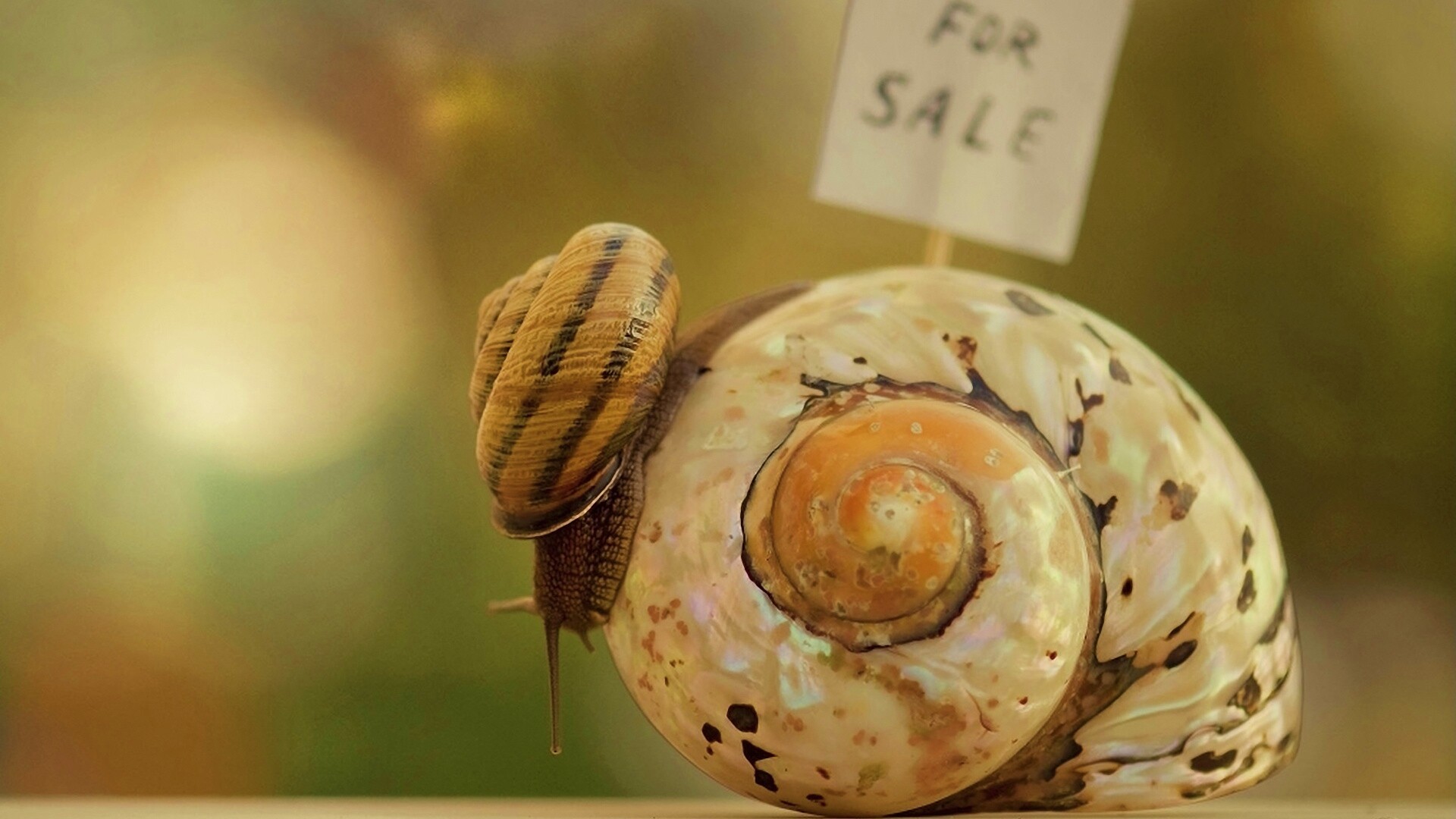 Улитка приматрвиает новый дом обои