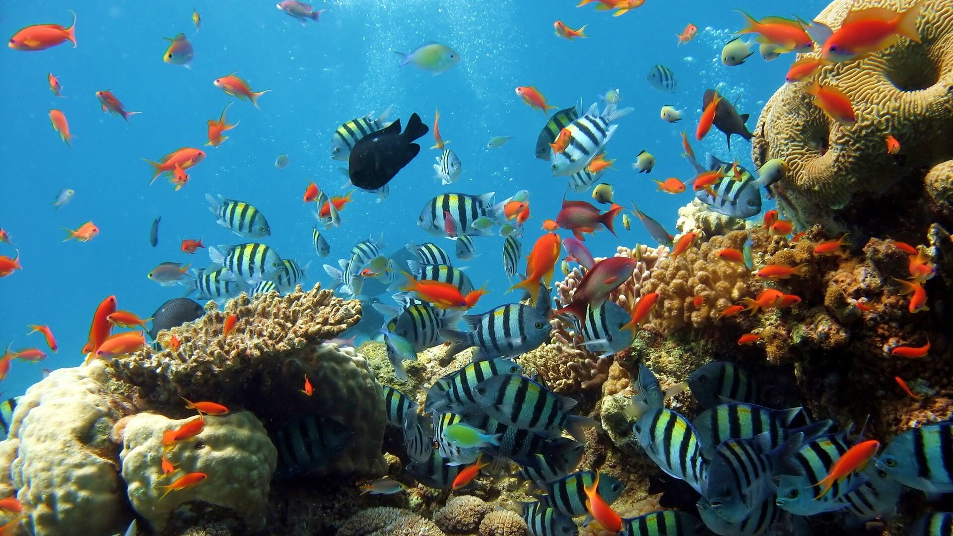 Жизнь в корраловом рифе обои