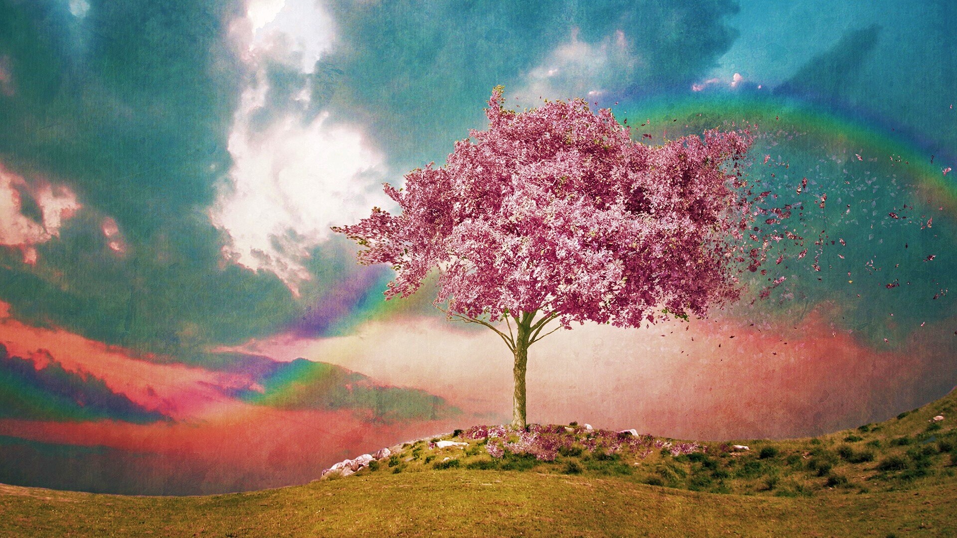 Одинокое цветущее дерево обои