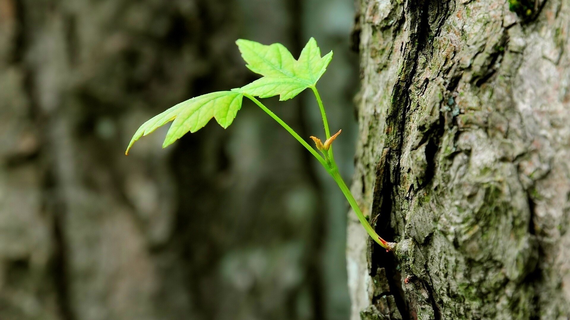 Молодой листик обои