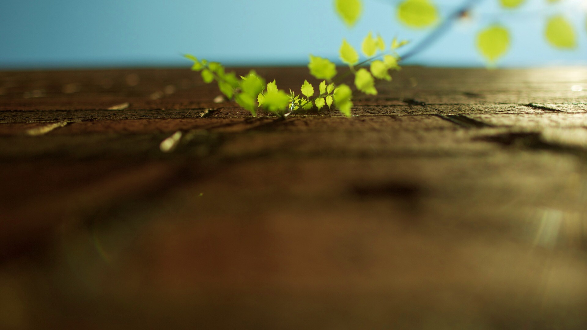 Зеленые ростки в стене обои