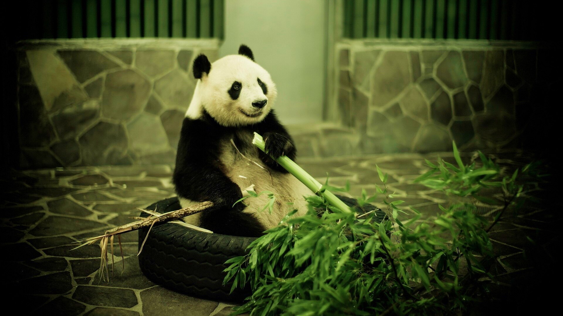 Панда точит бамбук обои