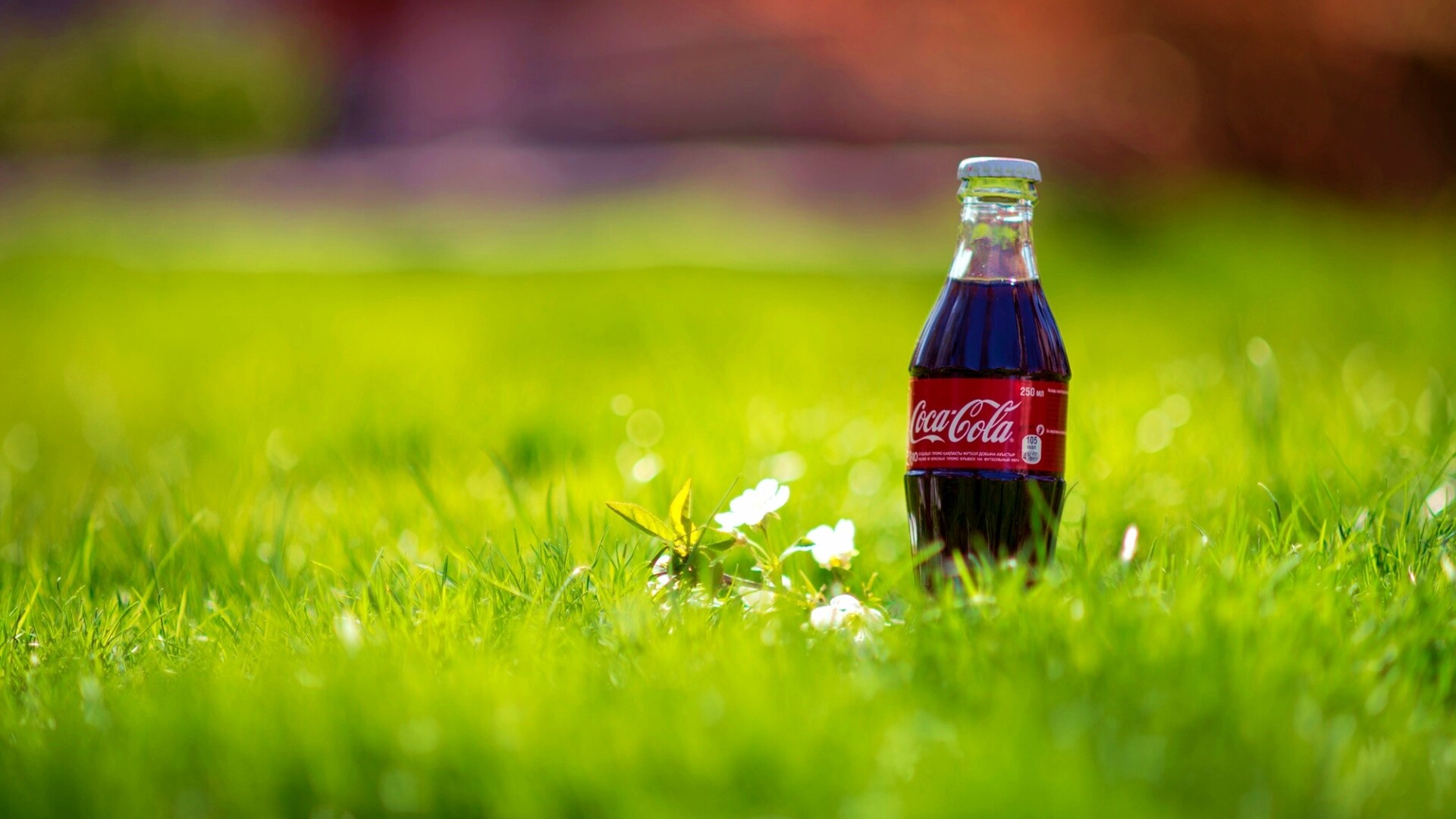 Кока-Кола на траве обои