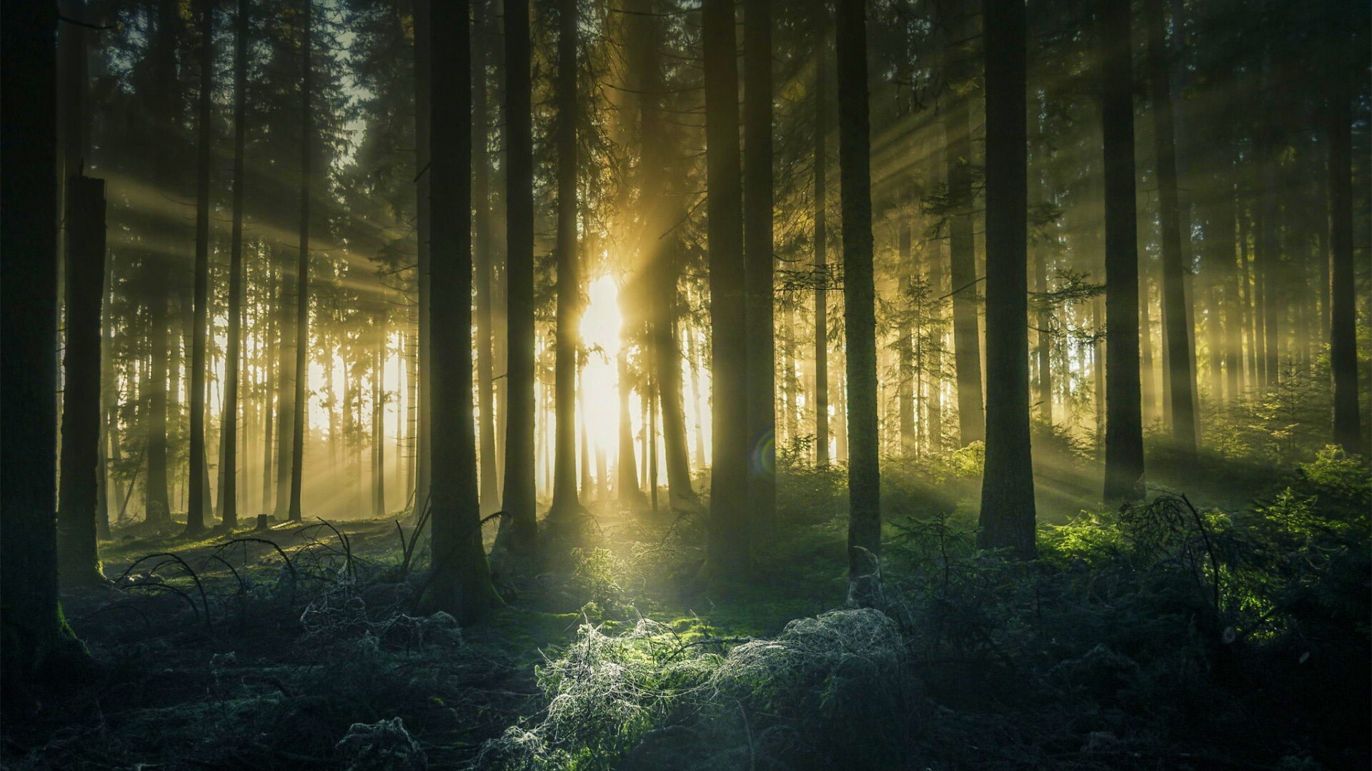 Свет пробивается сквозь стволы деревьев обои