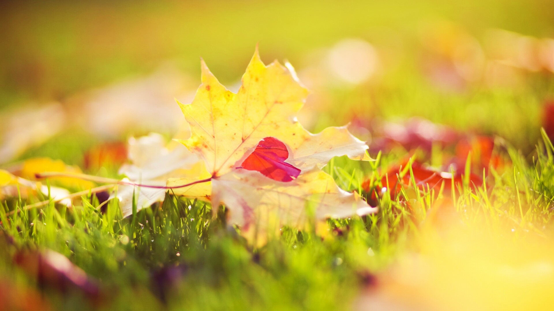 Листик в форме сердца обои