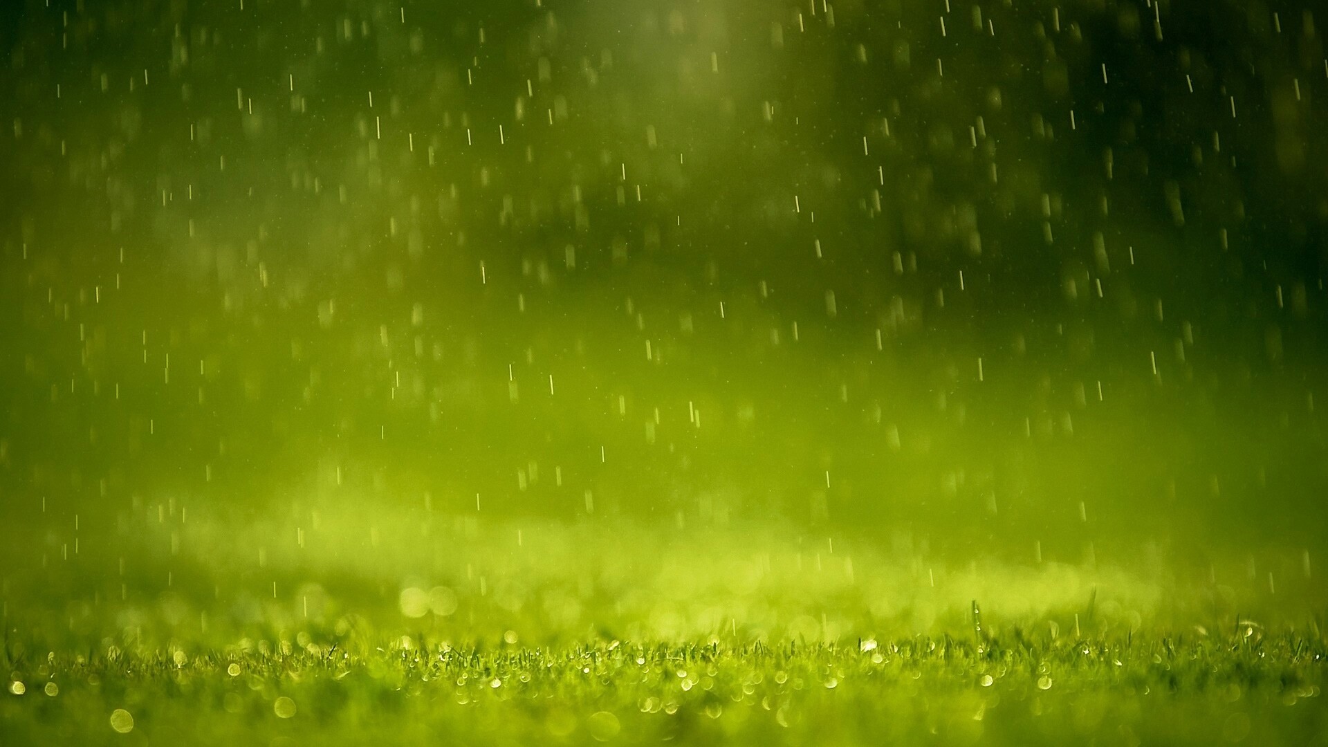 Трава под дождем обои