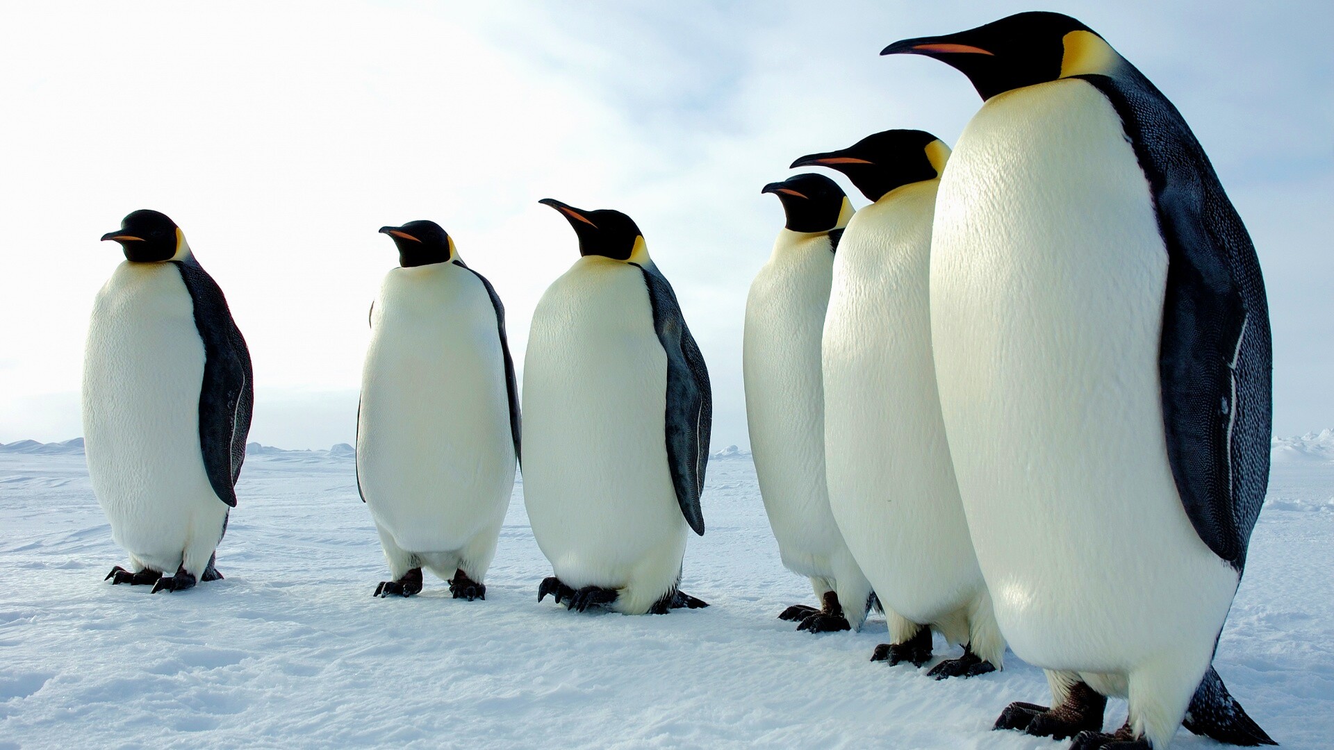 Слет пингвинов обои