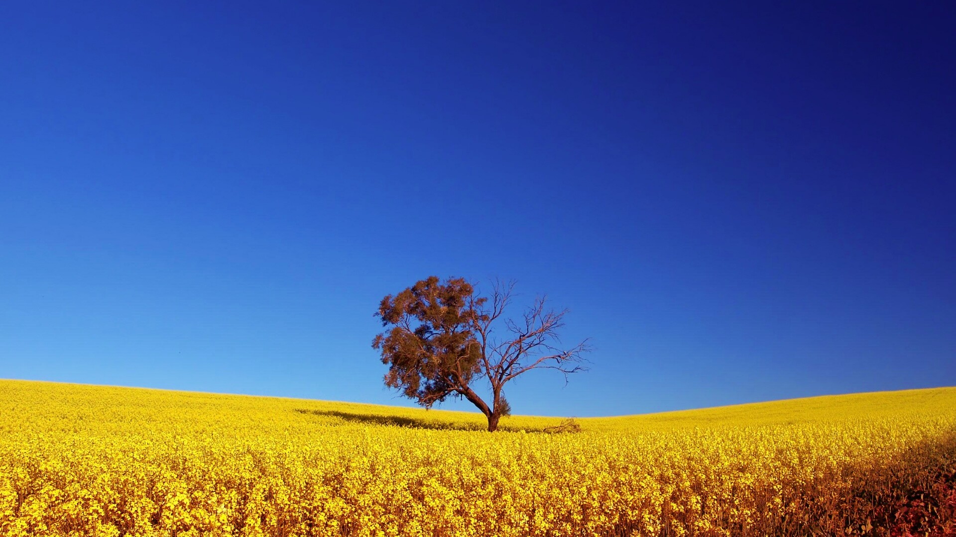 Дерево в поле обои