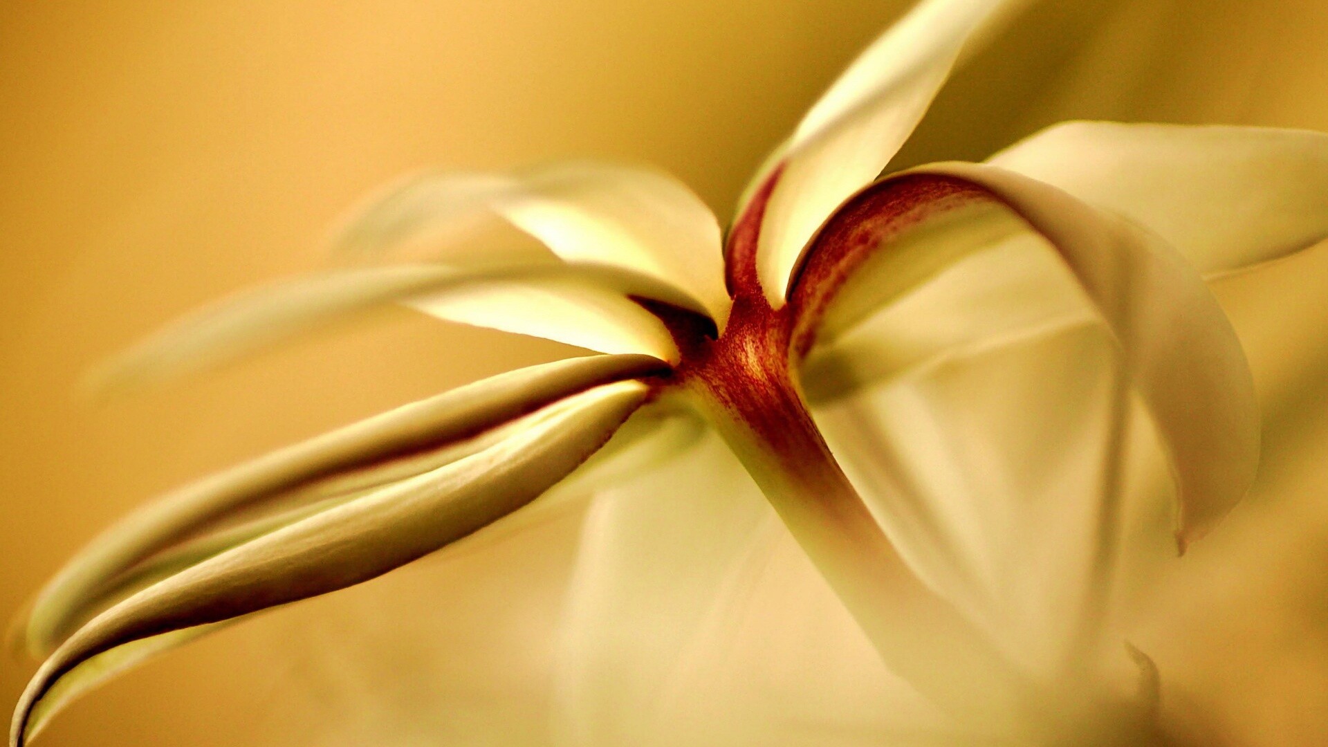 Цветок обои