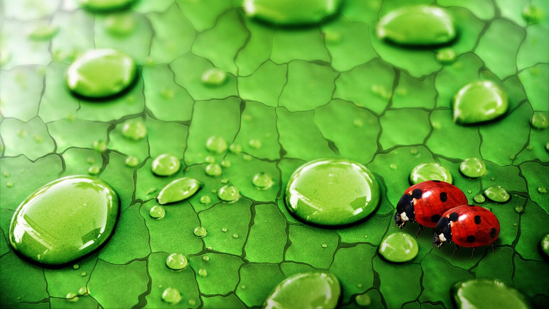 Божьи коровки обои