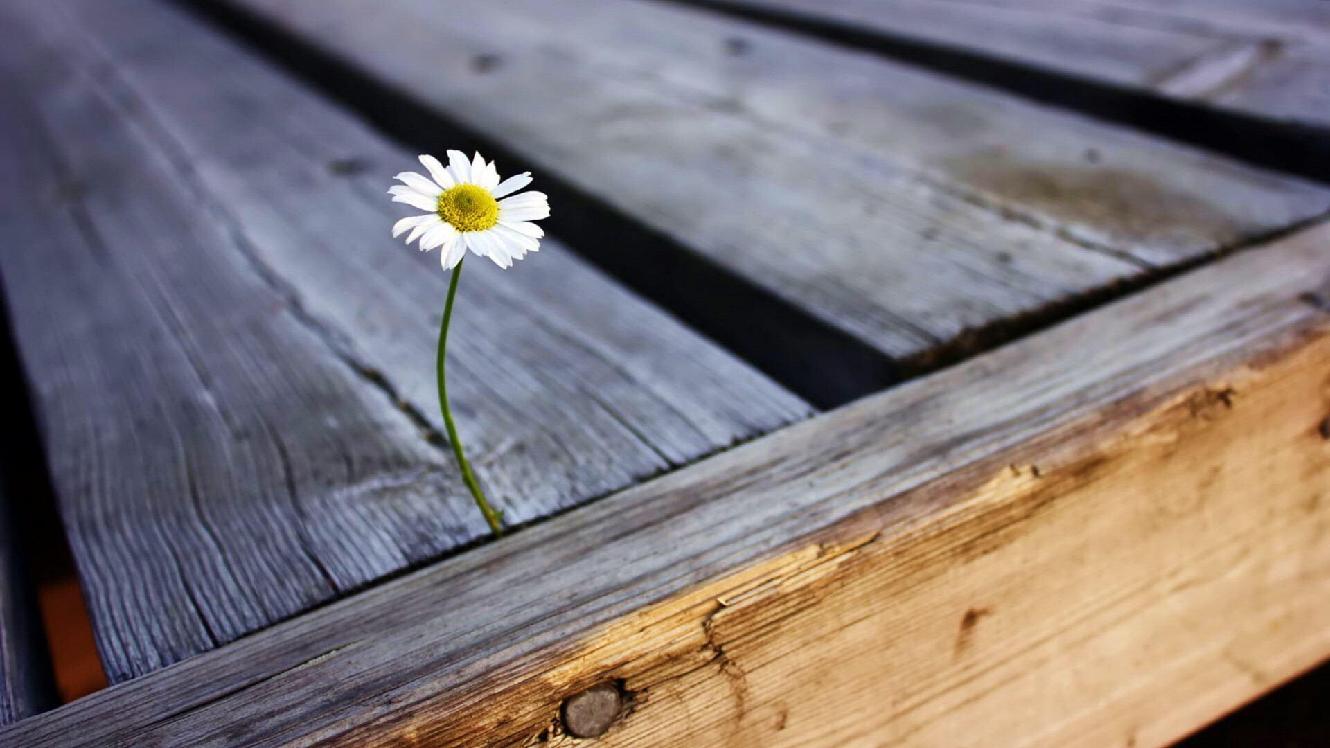 Жизнь среди смерти обои