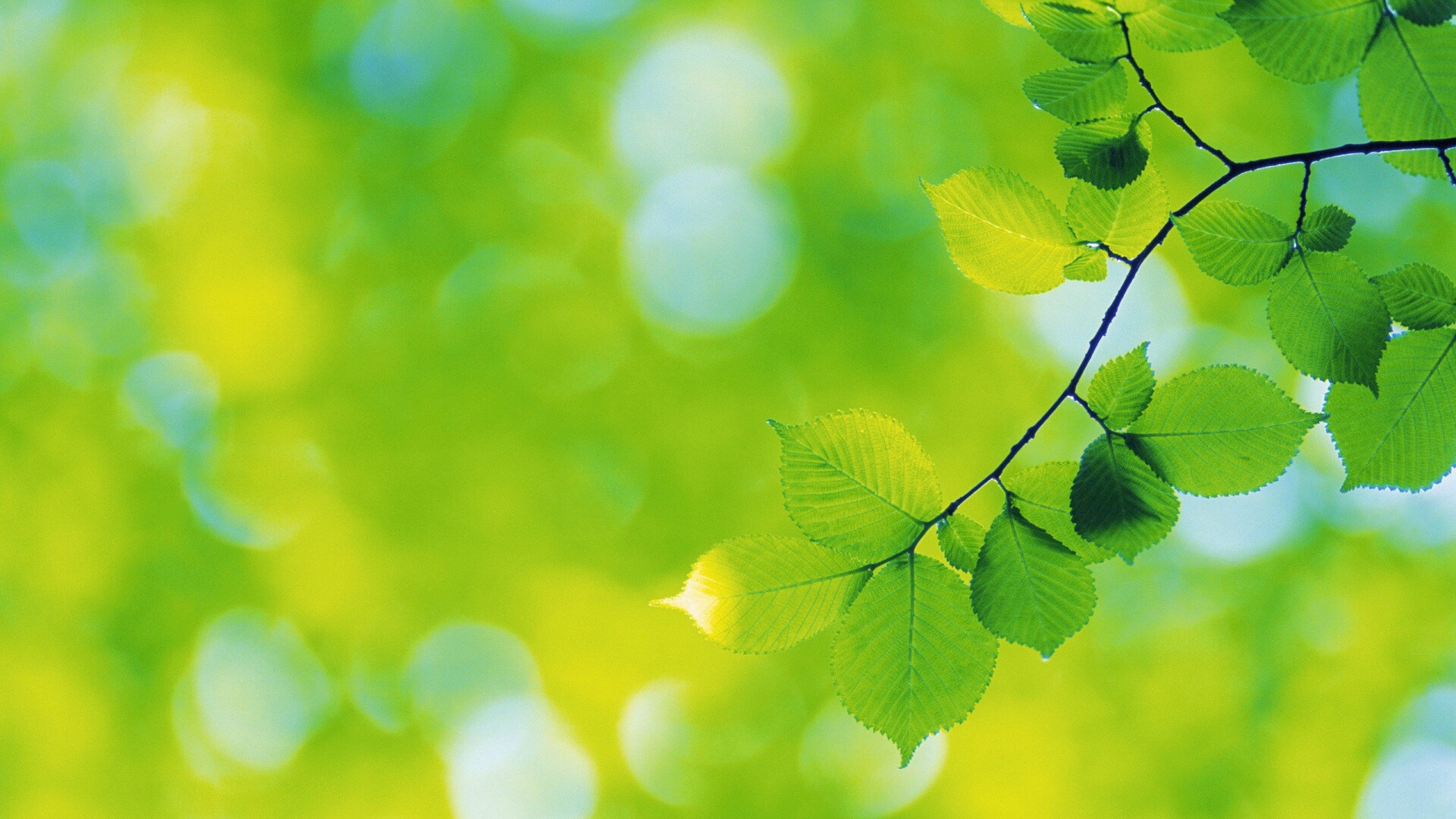 Зеленая ветка с листьями обои