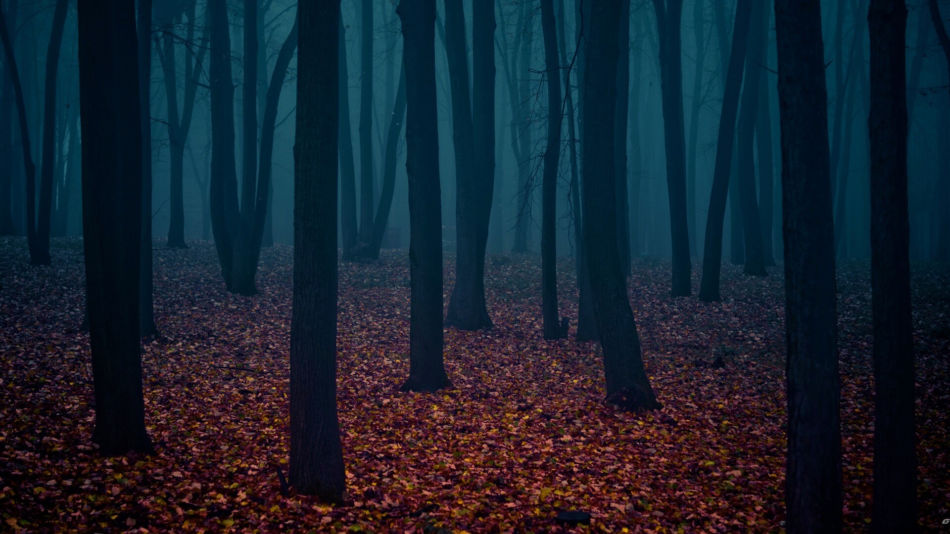 Таинственный лес обои