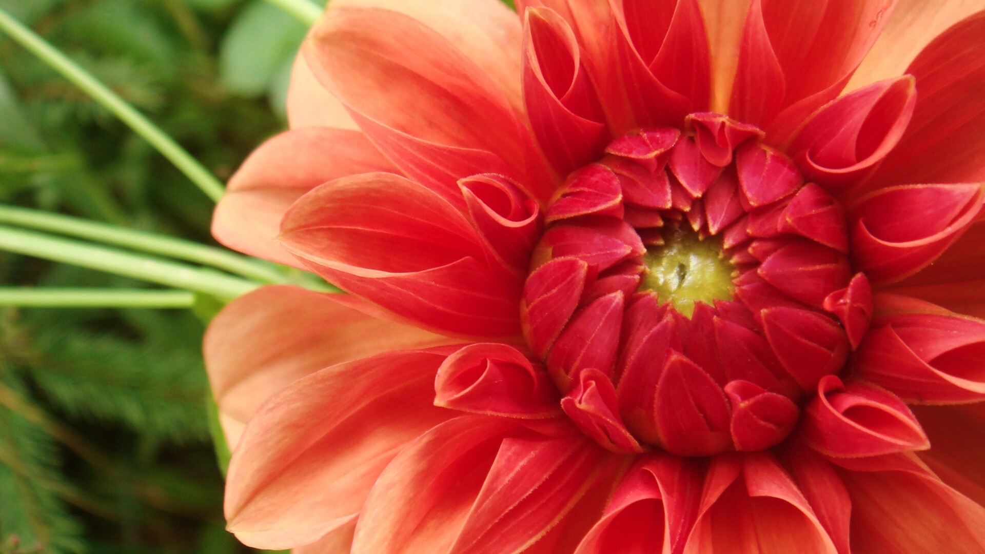 Аленький цветочек обои