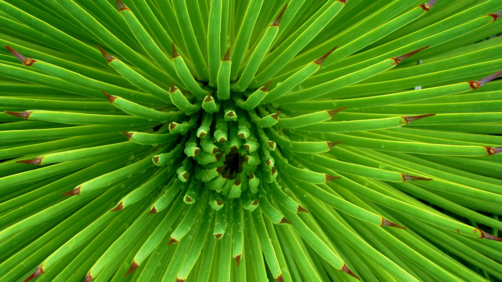 Хищный цветок обои