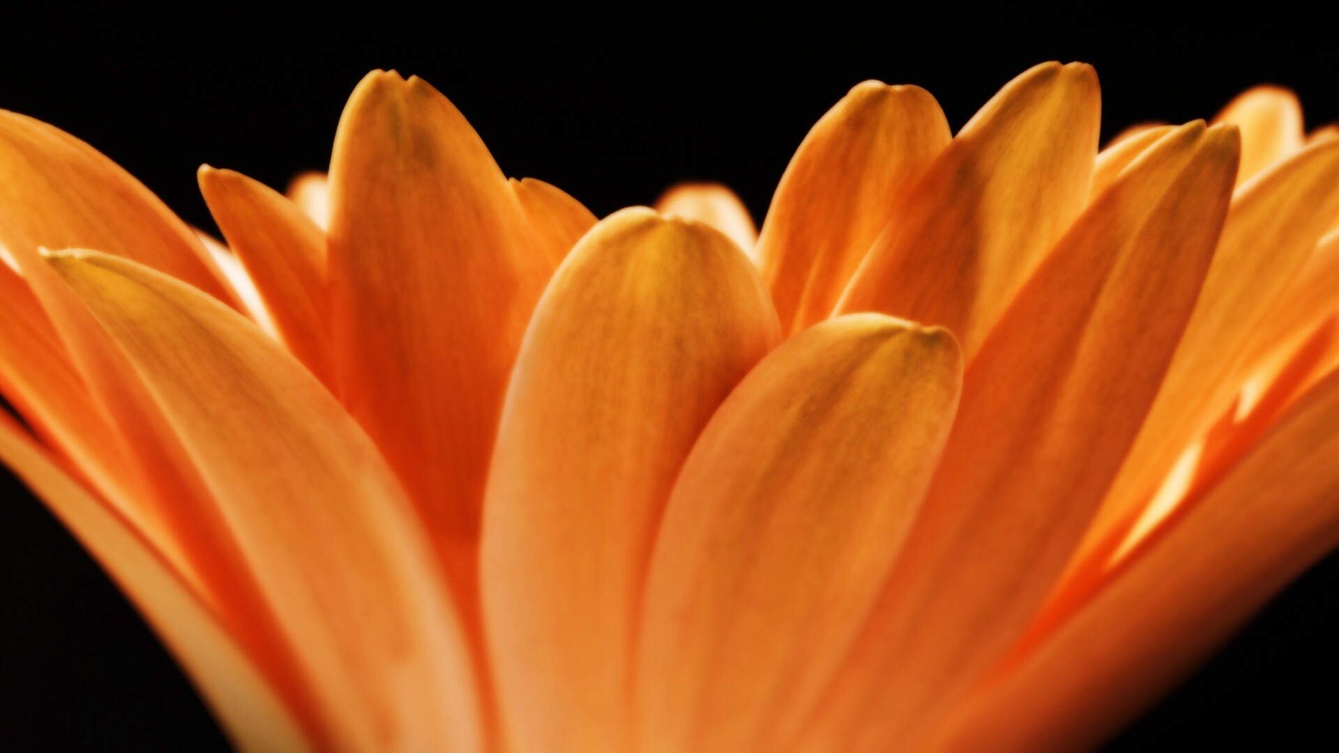 Цветочные лепестки обои