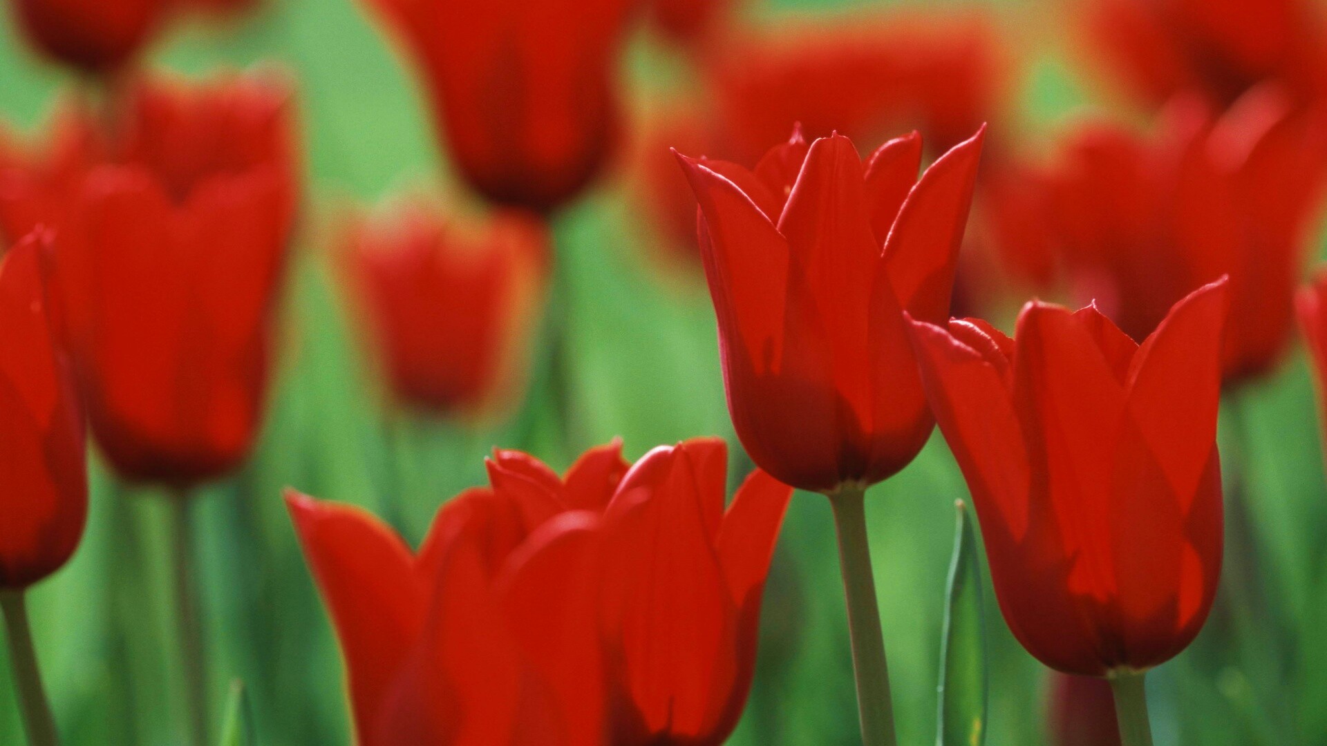 Красные цветы обои