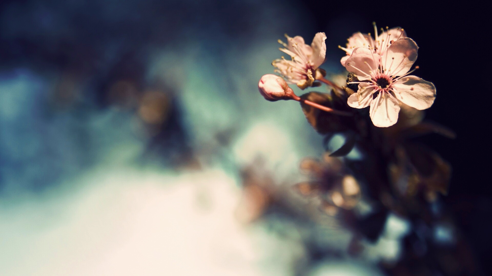 Цветок вишни обои