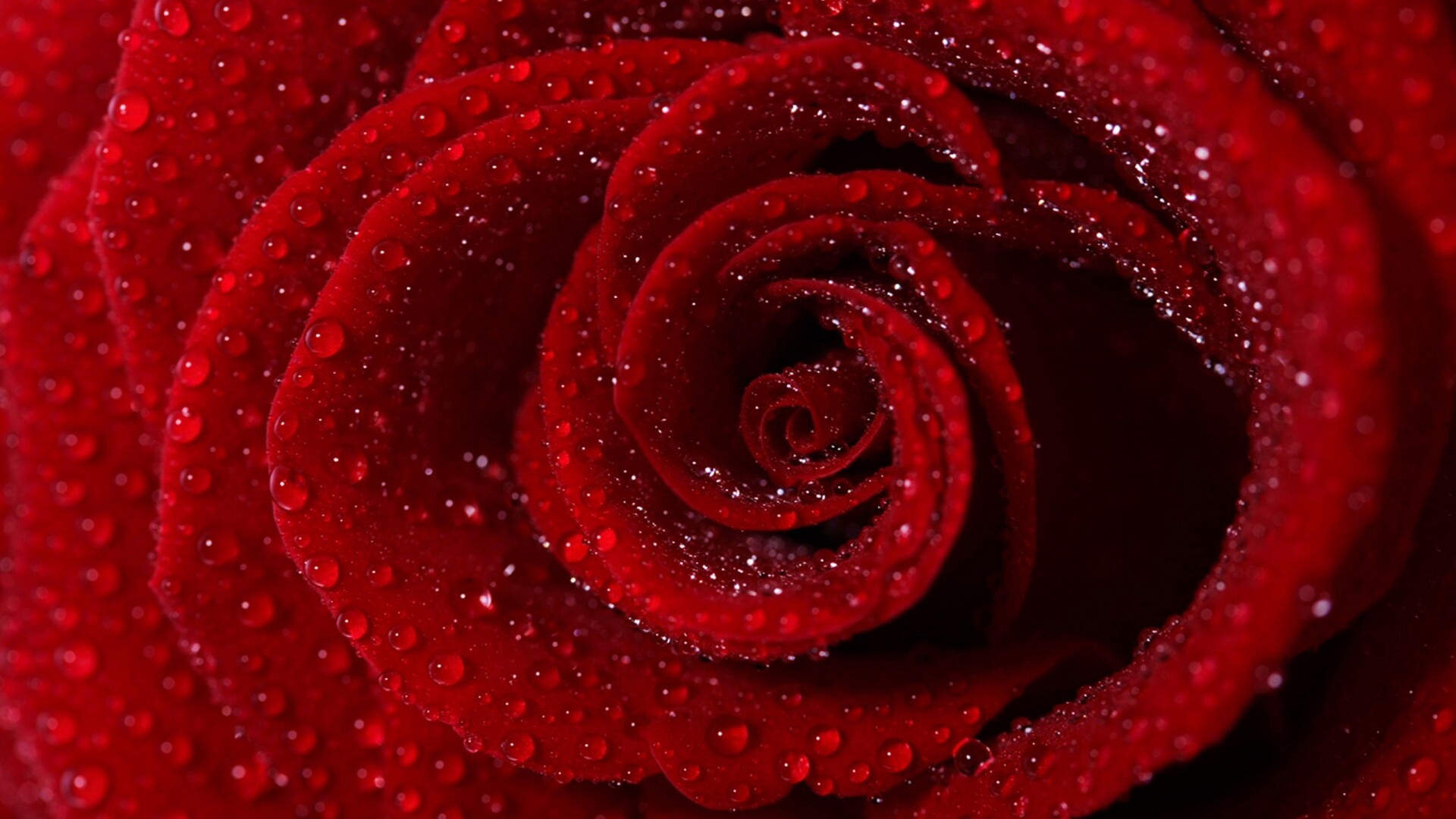 Красная роза обои