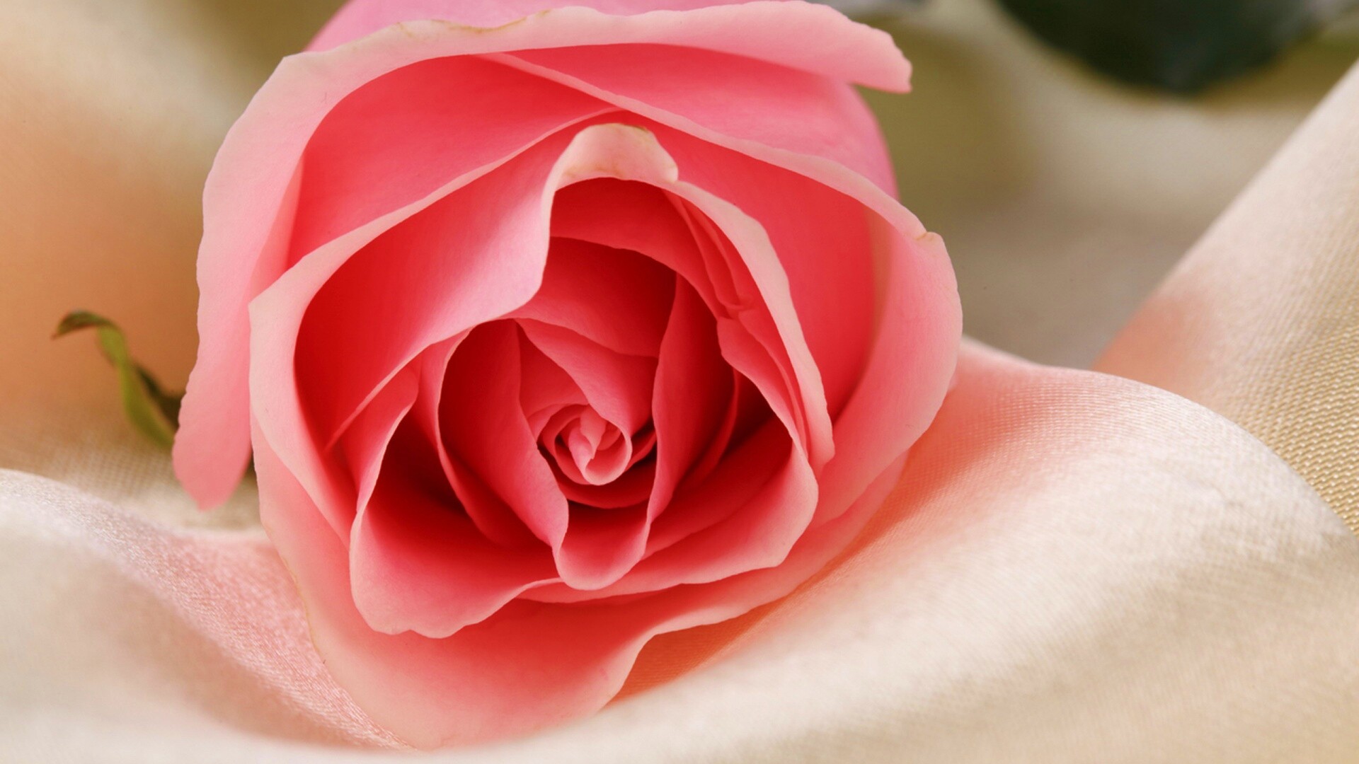 Нежная роза обои