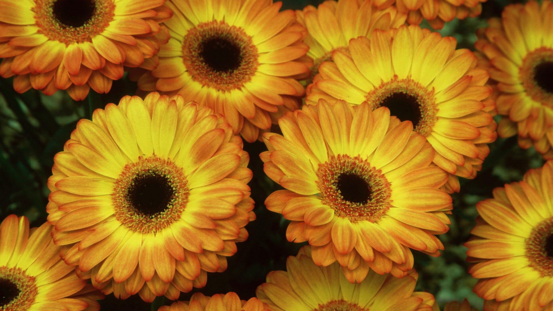 Желтые герберы обои