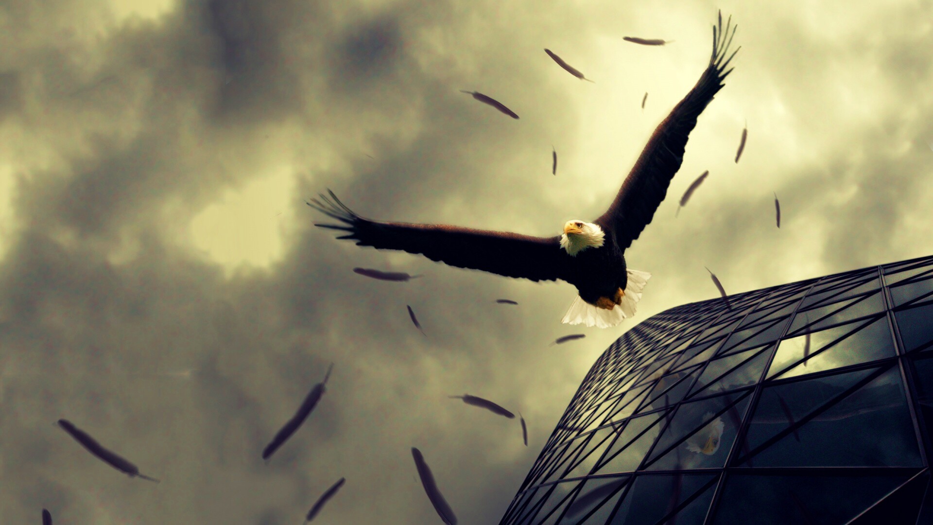 Орлиный полет обои