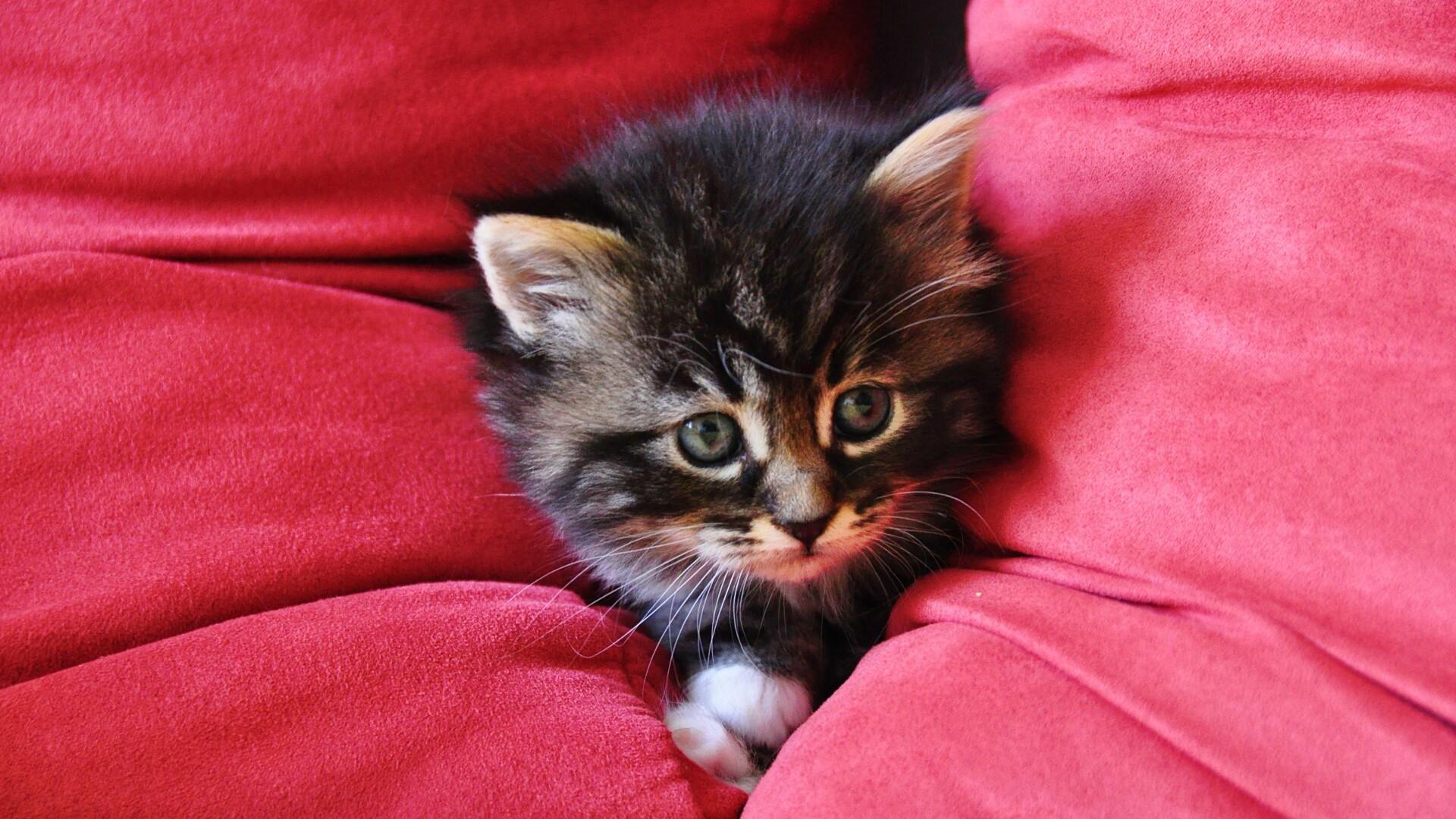 Котенок в подушках обои