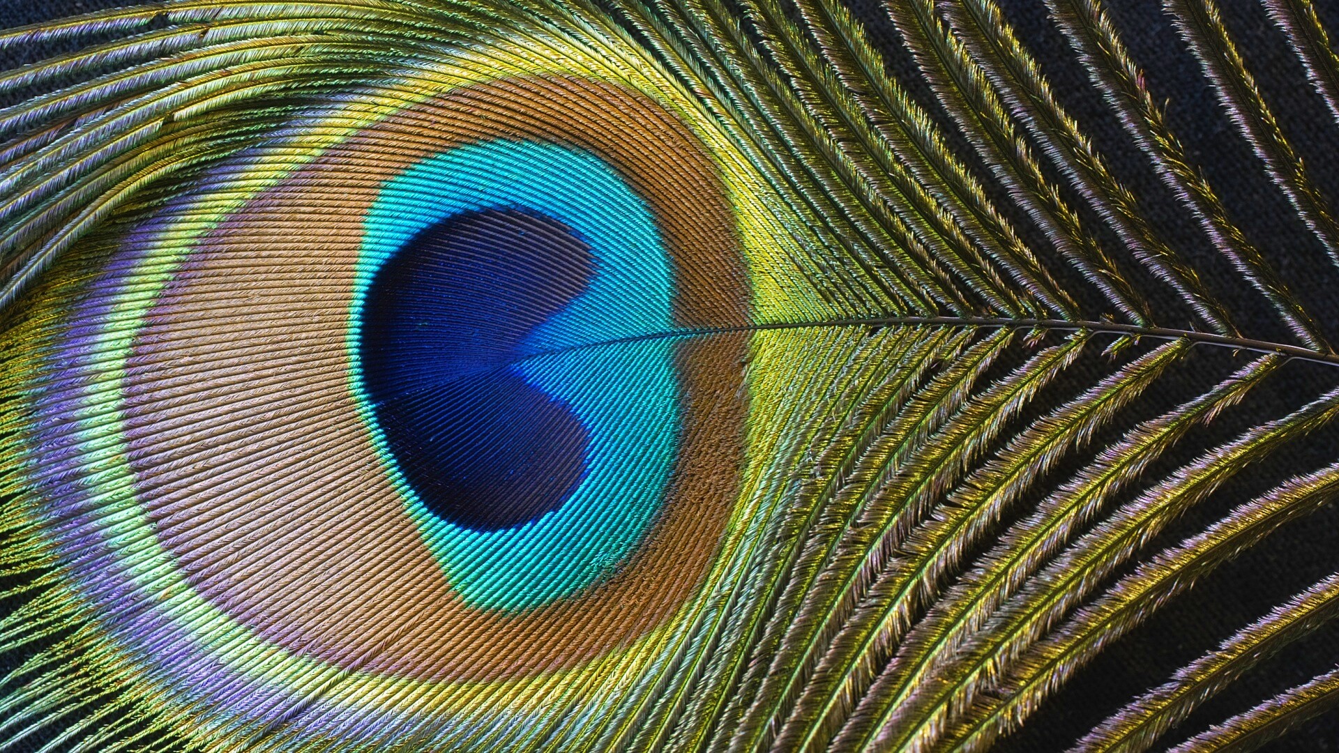 Перо павлина обои