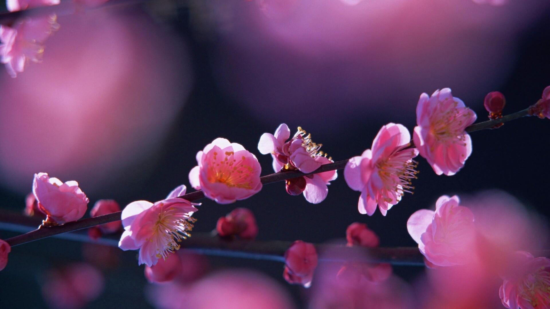 Цветущая вишня обои