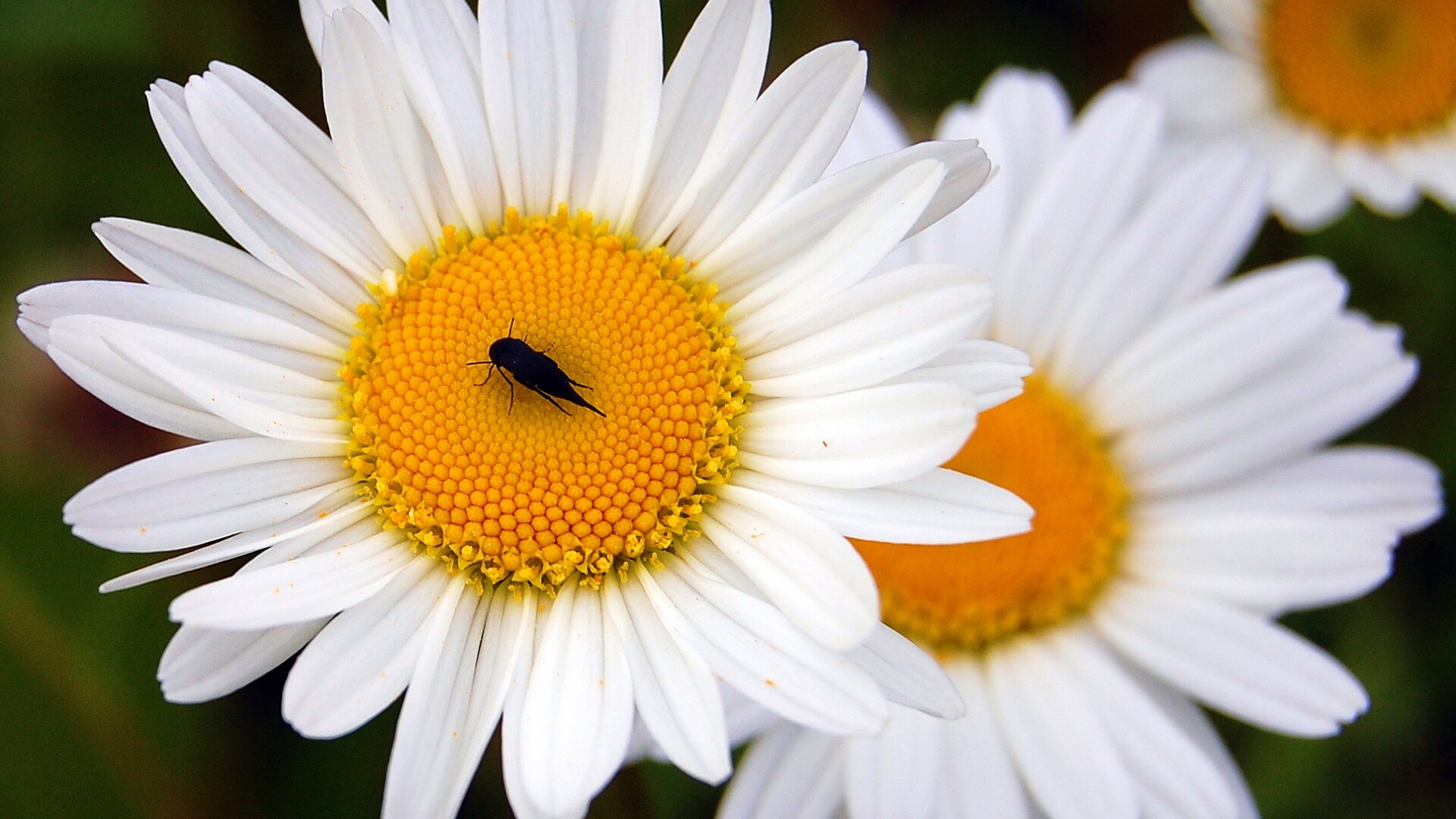 Ромашки обои