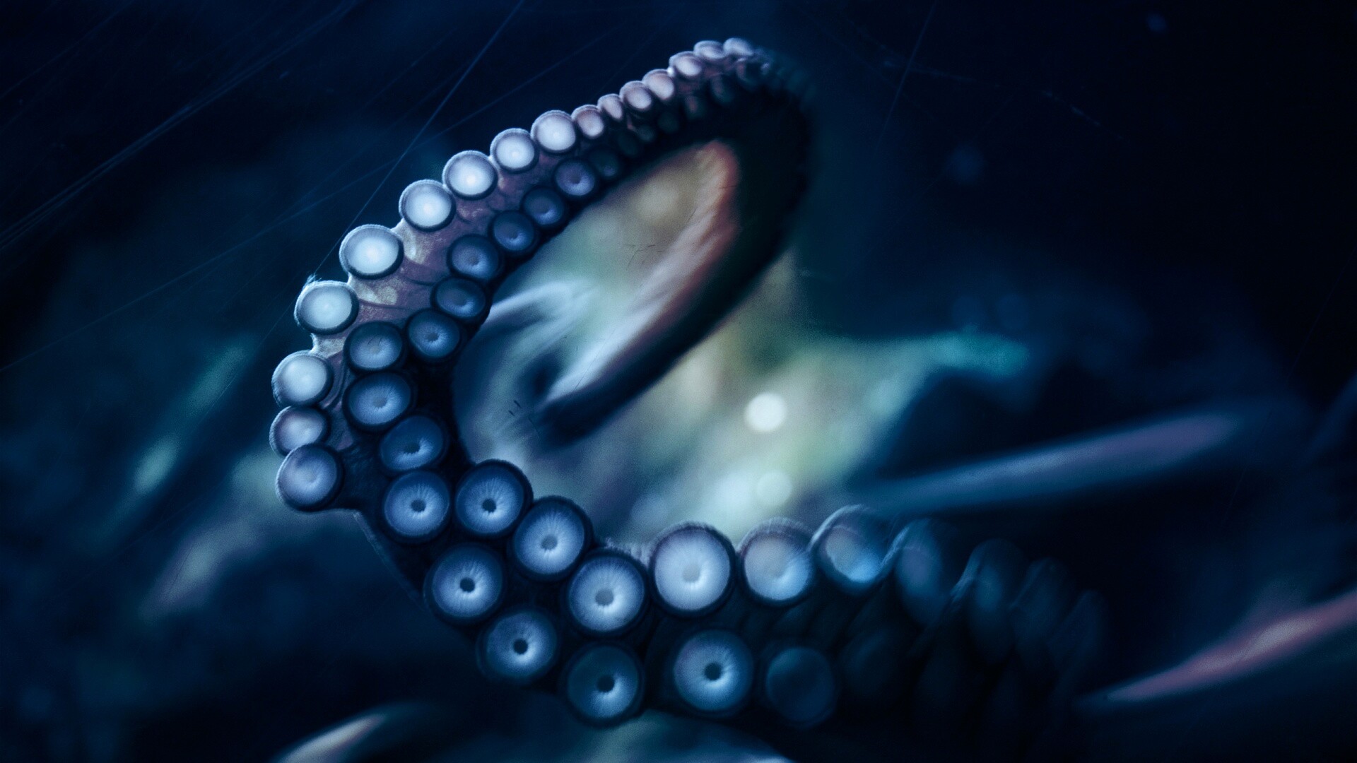 Щупальце обои