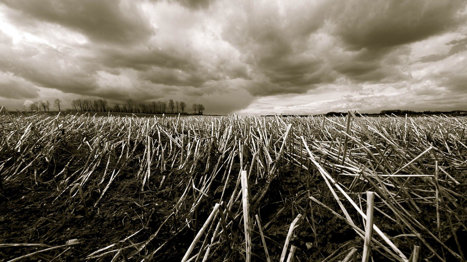 Убранное поле обои