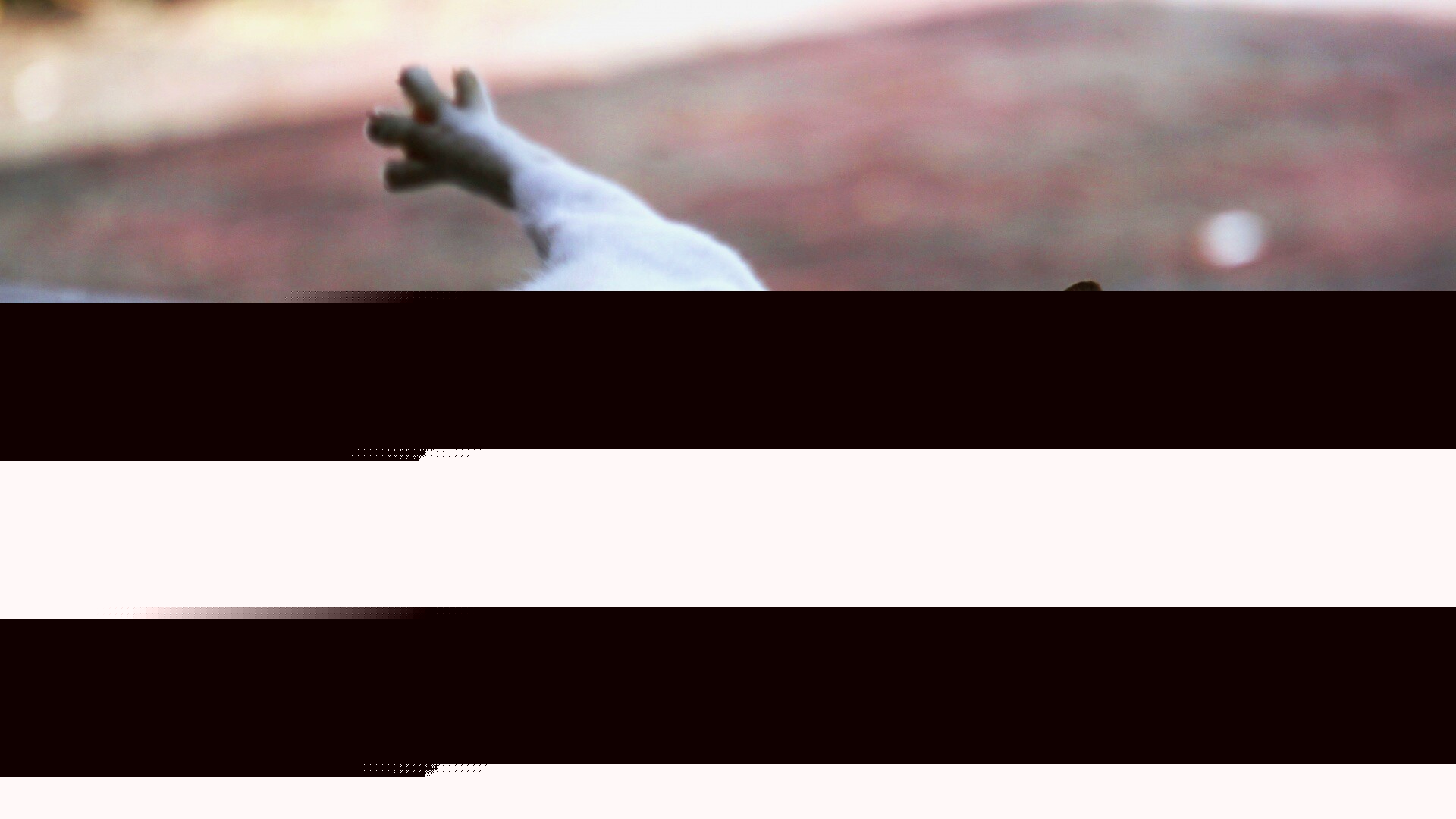 Потягивающаяся кошка обои